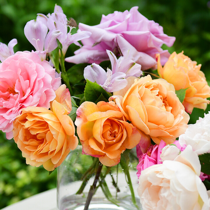 tips on growing roses