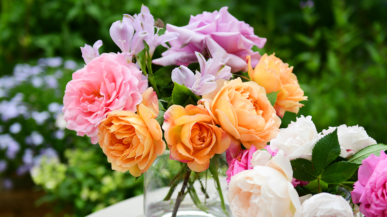 PODCAST: Tips on Growing Roses and Container Gardening [5.18.24]