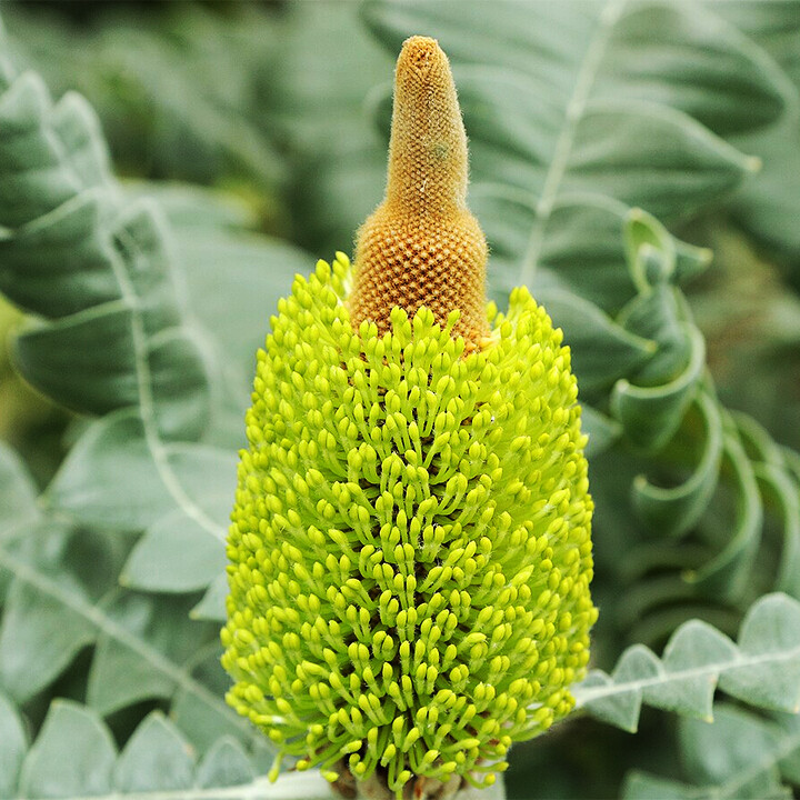 Banksia grandis Western Australian Tree