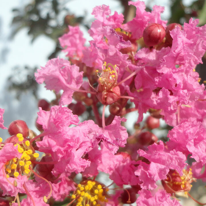 Crepe myrtles (Lagerstroemia)