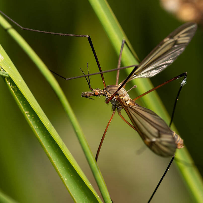 Deadly Mosquito Disease Prevention