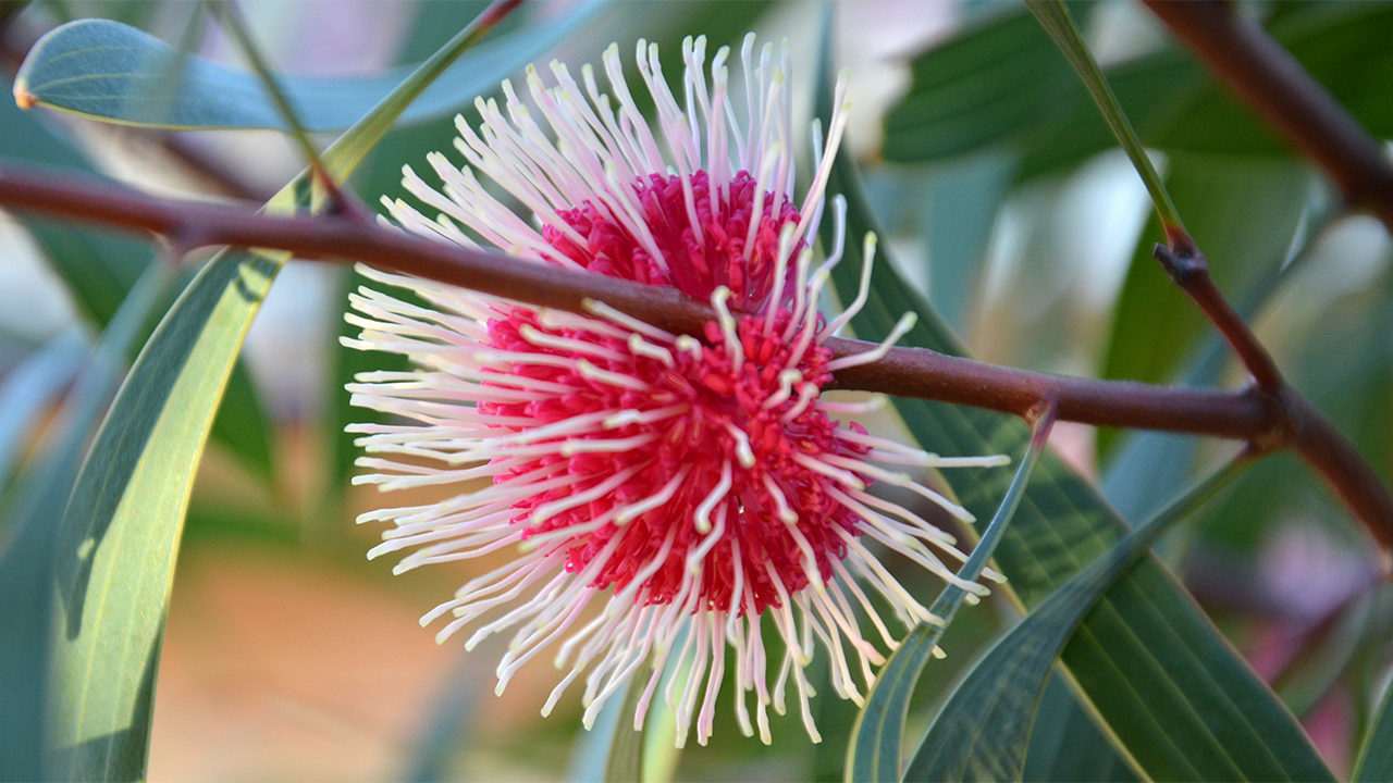 Hakea Laurina