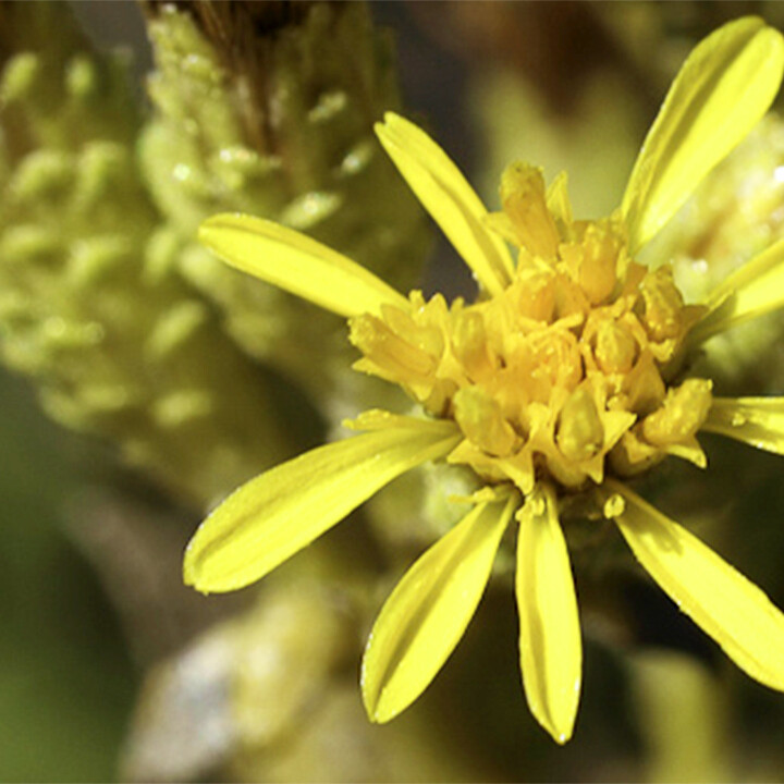 Hazardia orcuttii