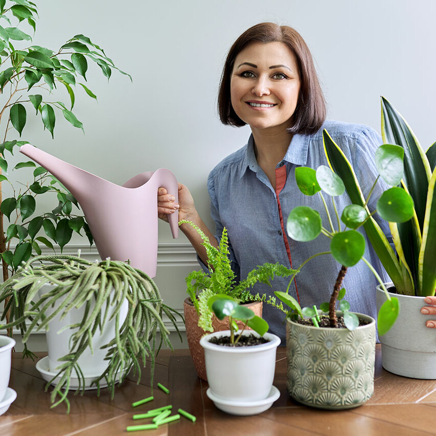 Summer Houseplant Propagation