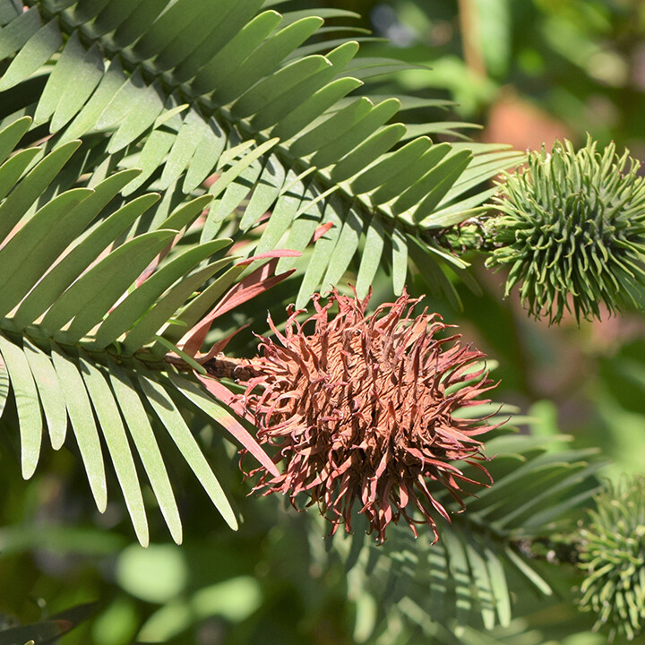 Wollemi pine - Wollemia nobilis