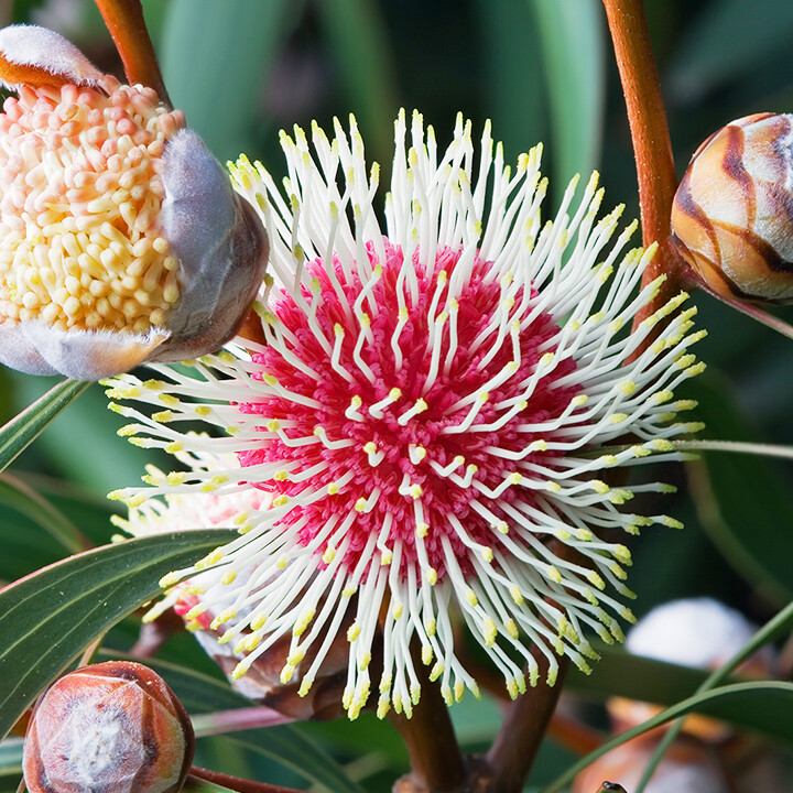 hakea plant