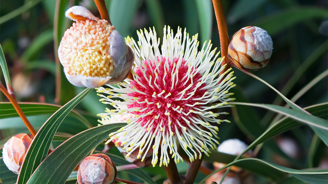 hakea plant