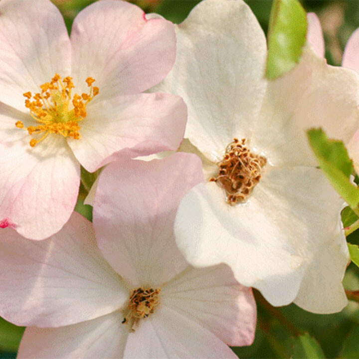 help us name this rose