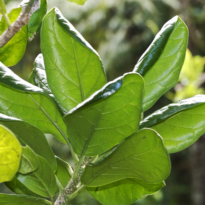 pennantia baylisiana