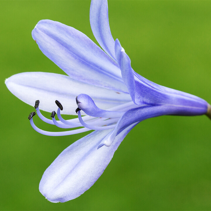 Agapanthus cultivar