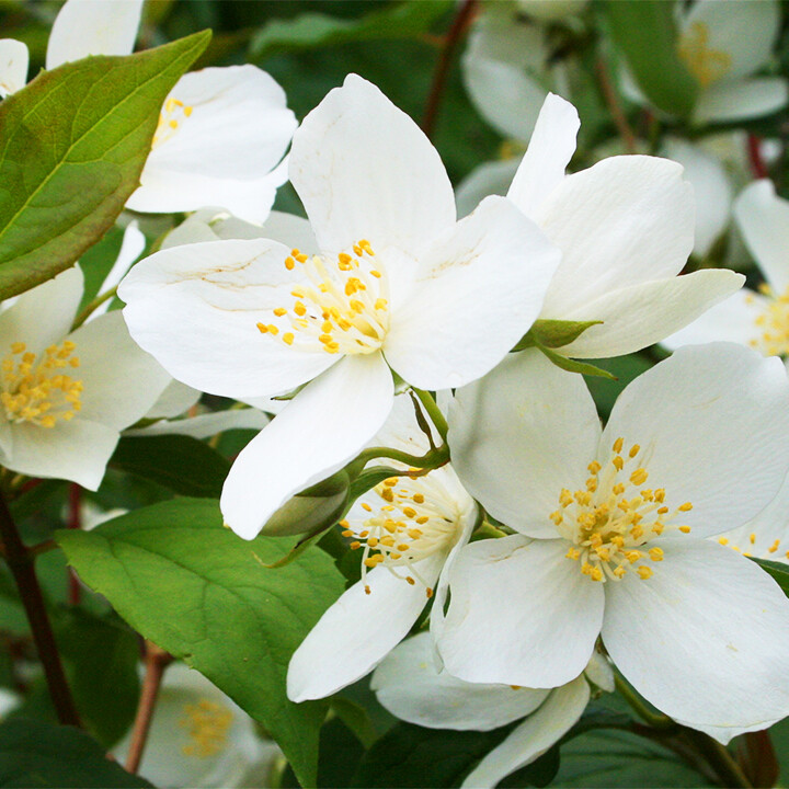 Idaho State Flower Lewis Mock Orange