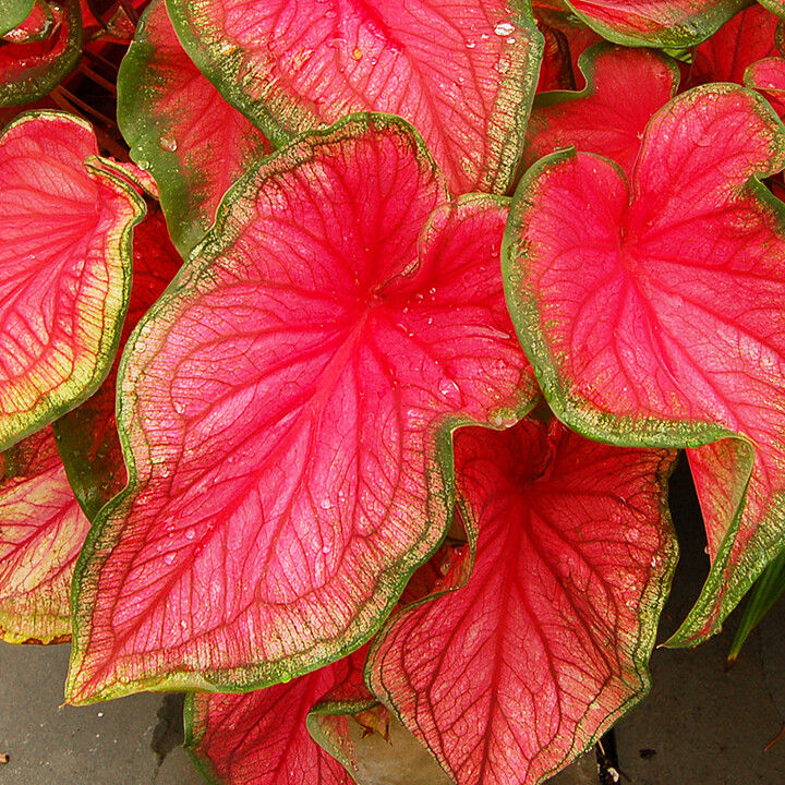 caladiums breeding propagation