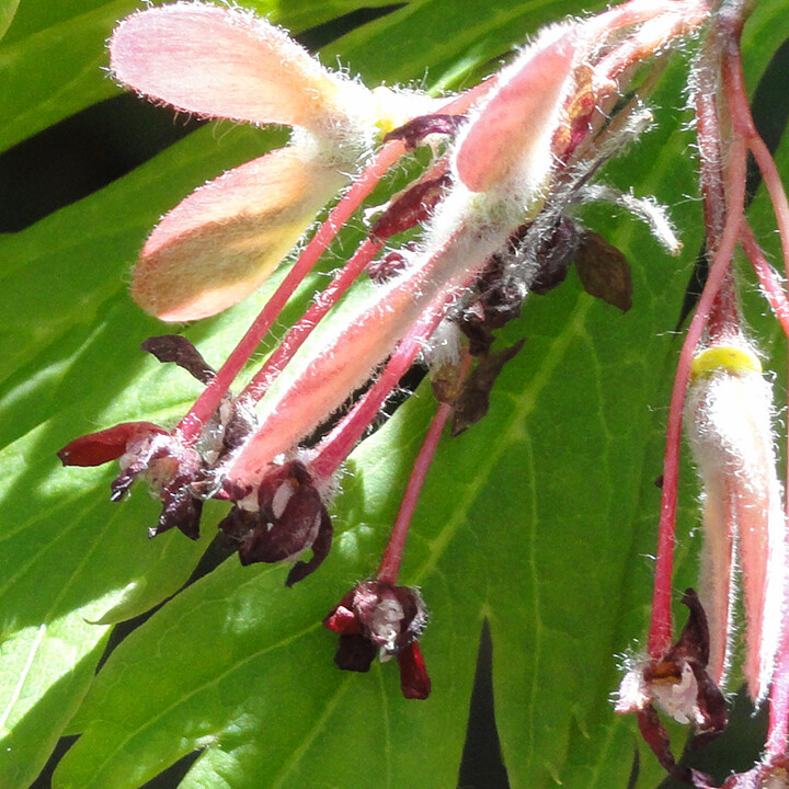 samara fruit