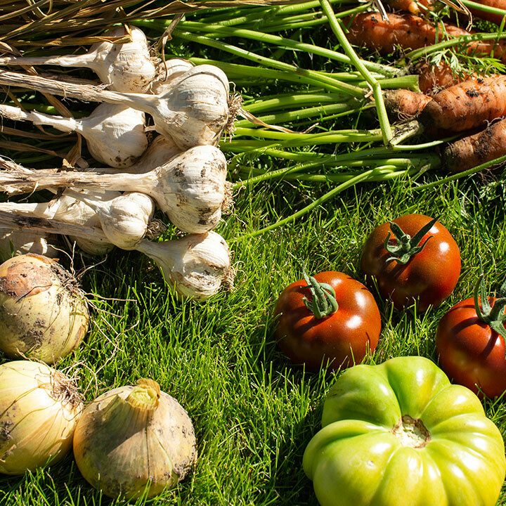 gardening for abundance