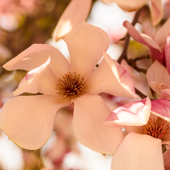 pink magnolia flower tree