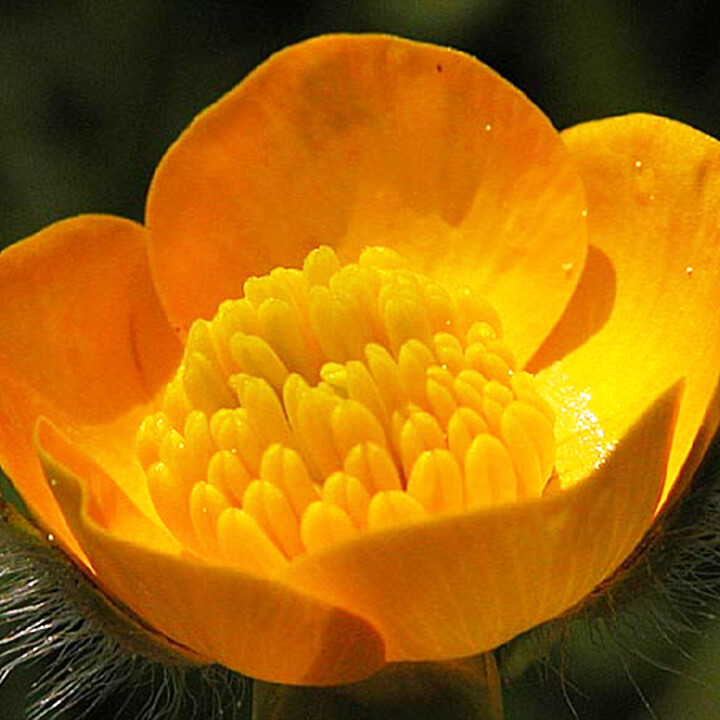 ranunculus