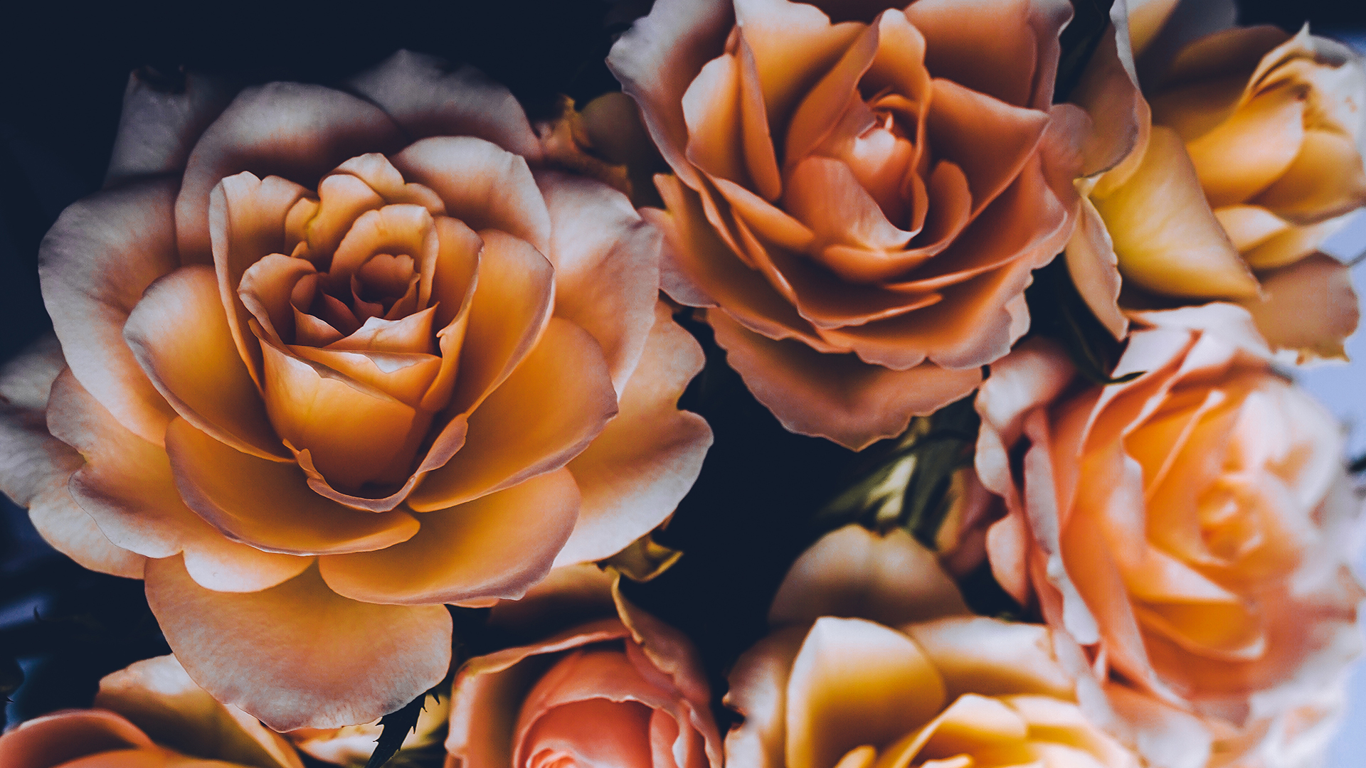PODCAST: Warm Weather Growing Tips & Exotic Roses [4.5.25] | Garden America