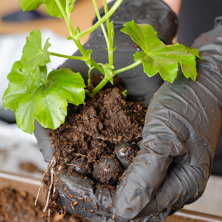 Planting Strategies & Seasonal Maintenance