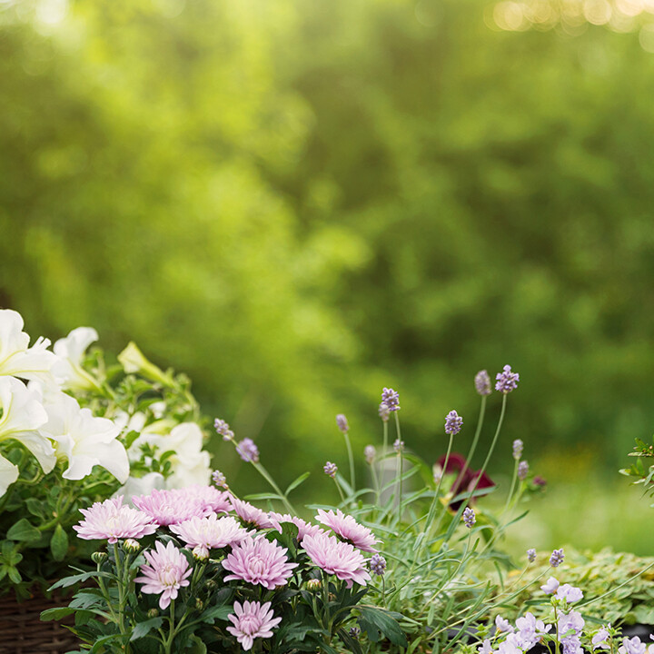 summer gardening