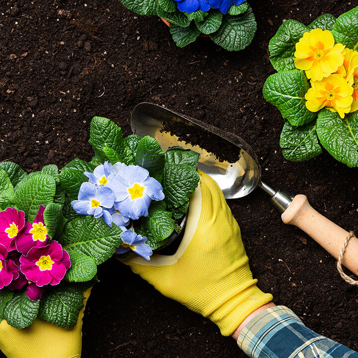 new roots fresh gardening show