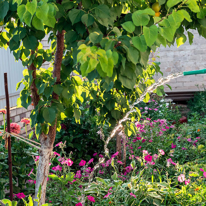 Late Summer Planting Starts Now