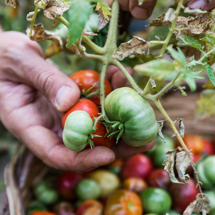 mid august gardening tips