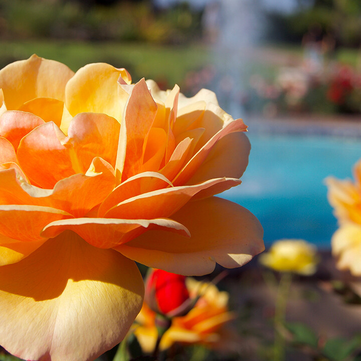 autumn rose care tips