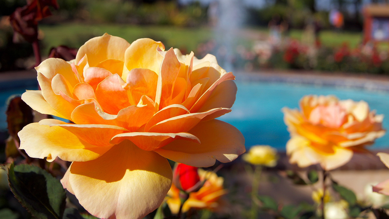 PODCAST: Autumn Rose Care Tips & Tricks [9.6.25]