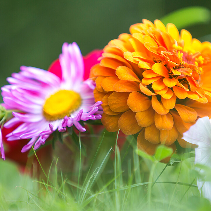 garden flowers