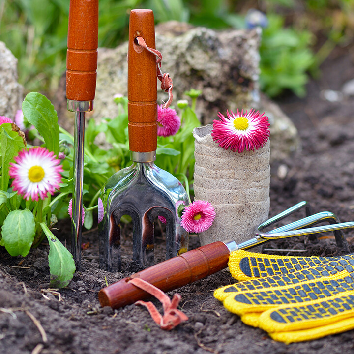 live from tigers backyard garden