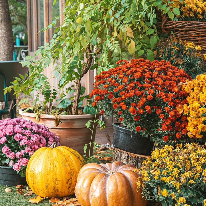 thanksgiving week gardening podcast